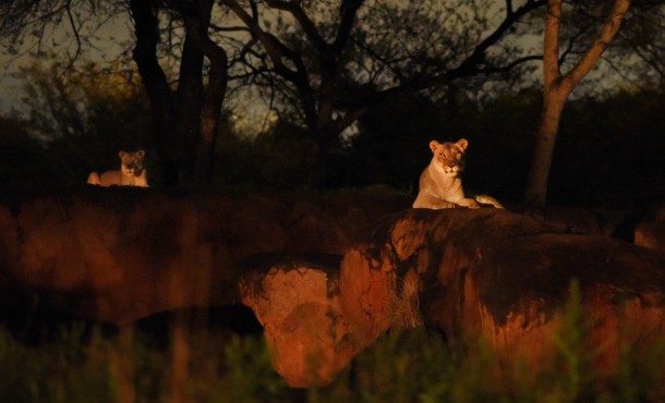 Kilimanjaro Safaris at Disney's Animal Kingdom at Night