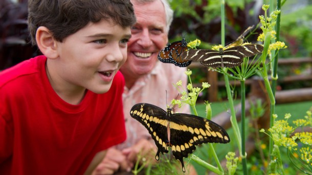 Disneyland Butterfly Release for Earth Day