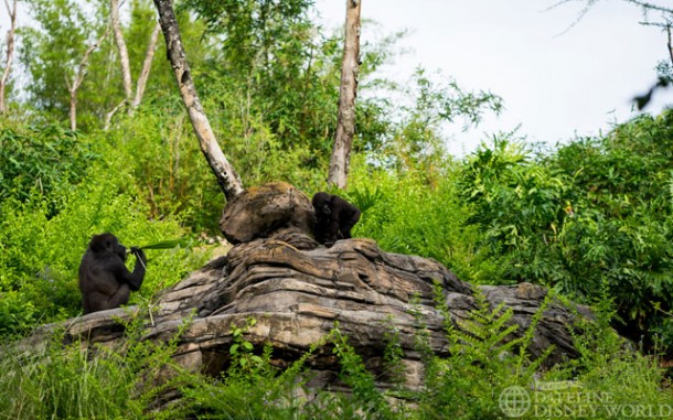 Baby gorillas were out having some fun.