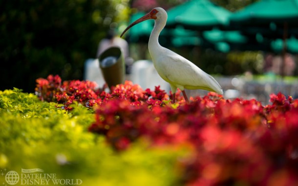 Birds of Epcot.