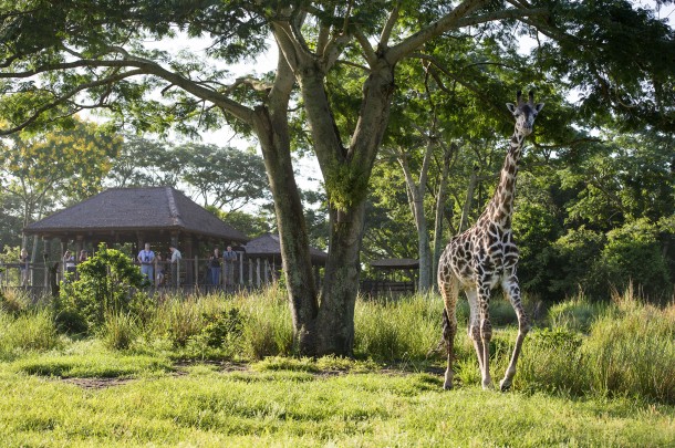 Guests look out over a wildlife-filled savanna on Wild Africa Trek, where adventure comes alive in an exciting experience at Disney’s Animal Kingdom. The add-on offering invites intrepid explorers to up-close encounters with the park’s wildlife. As part of their expert-led adventure, guests take safari vehicles to a serene overlook where they can savor Africa-inspired food and beverage while observing giraffes, elephants, gazelle and more. Disney’s Animal Kingdom is part of Walt Disney World Resort in Lake Buena Vista, Fla. (Gene Duncan, Photographer)