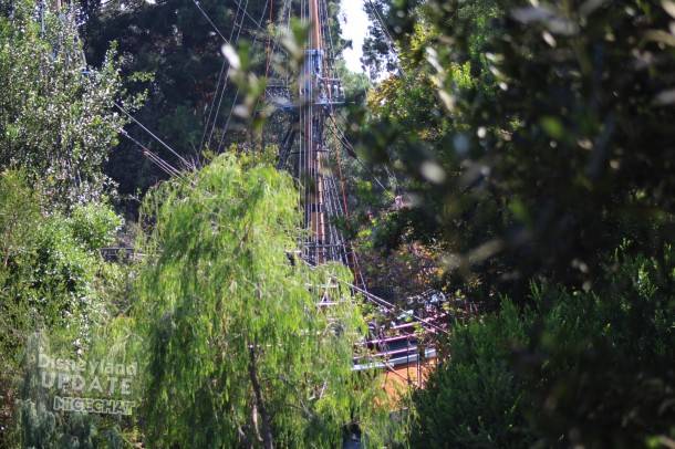 A peek through the trees revealed her location.