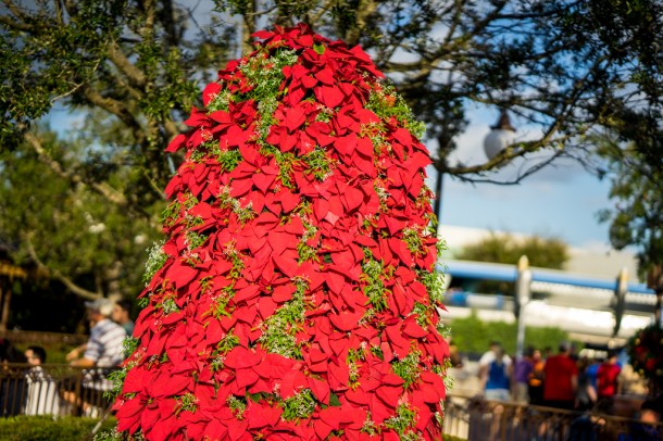 The large poinsettia trees are in the Hub again.