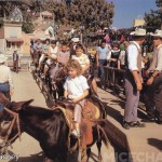 Pack Mules