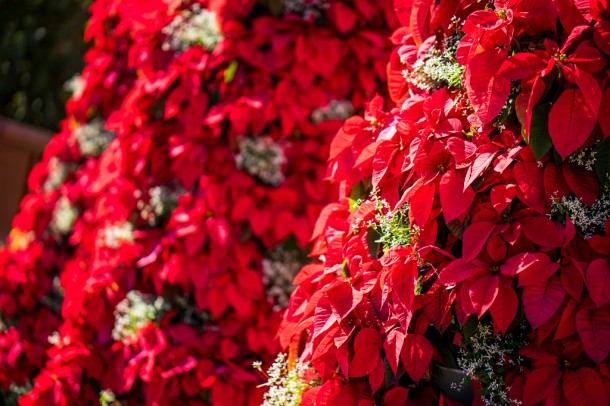 Poinsettias in the UK.