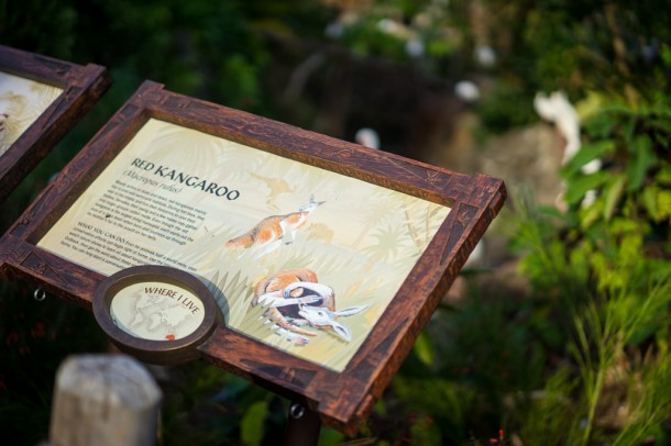 The kangaroo exhibit is back from behind walls.