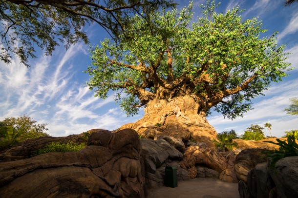 After four years, the trails under the Tree of Life opened to close out 2016.