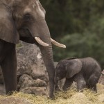 Elephant Calf Born at Disney’s Animal Kingdom