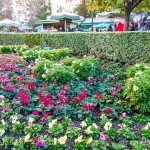 Scott-Hub-Flowers