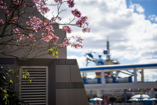 , Star Wars Land Aerial Shots, Epcot Flower and Garden & Magic Kingdom Updates