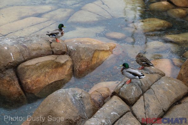 , Disneyland Update – Rainy Days Are The New Off Season