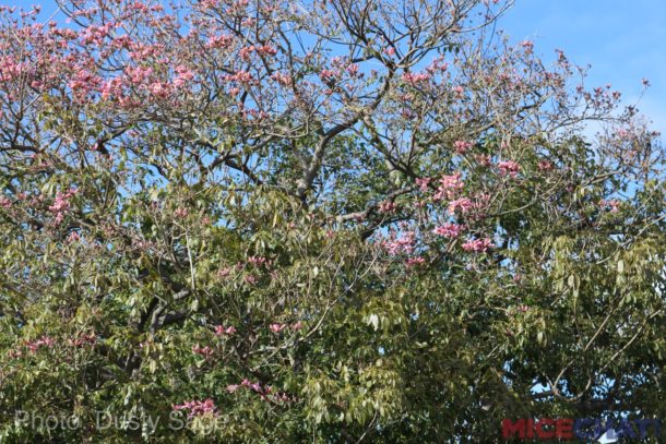, Disneyland Update – Rainy Days Are The New Off Season