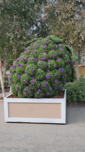 , Knott&rsquo;s Berry Farm Photo Update &ndash; Boomerang and Boysenberries
