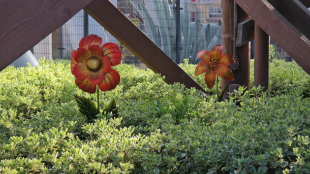 , Knott&rsquo;s Berry Farm Photo Update &ndash; Boomerang and Boysenberries