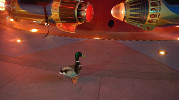 , Disneyland Update – Pirates Prepare to Return with Expanded Offerings