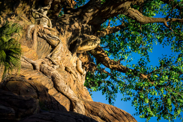 , One Month to Pandora at Disney&#8217;s Animal Kingdom