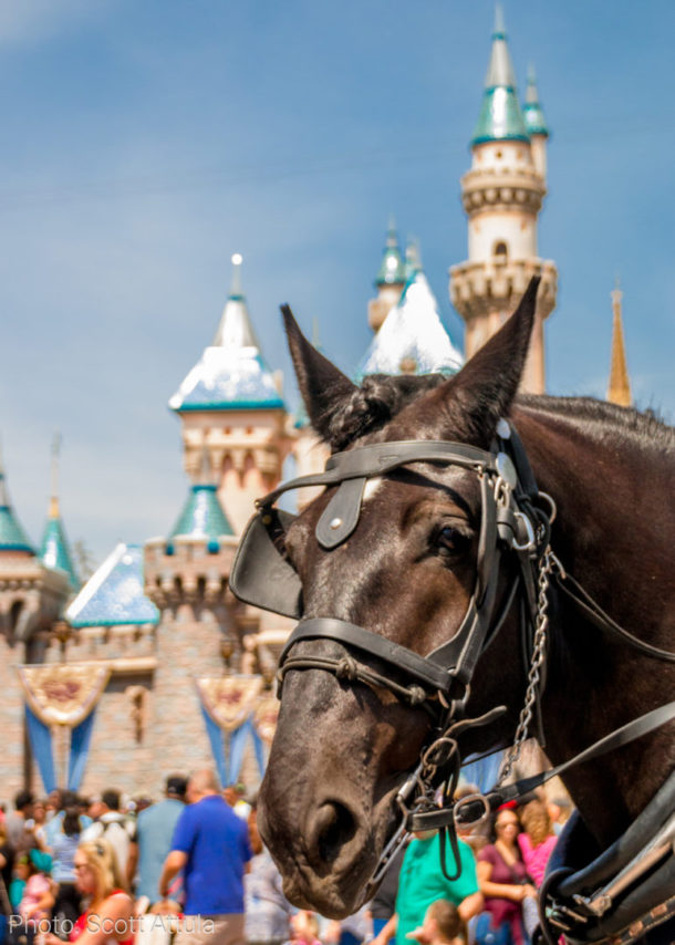 , Disneyland Update – April Surprise