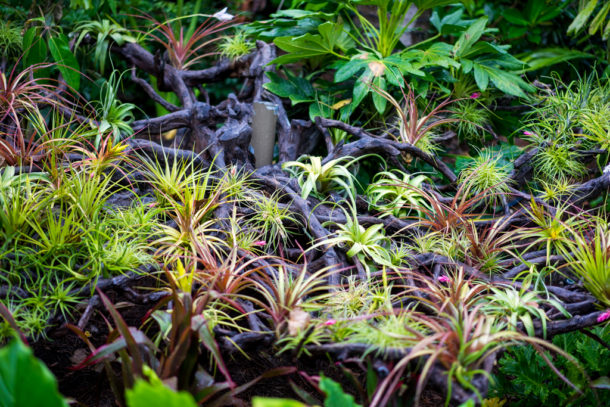 , Dateline Disney World: More Photos from The World of Avatar