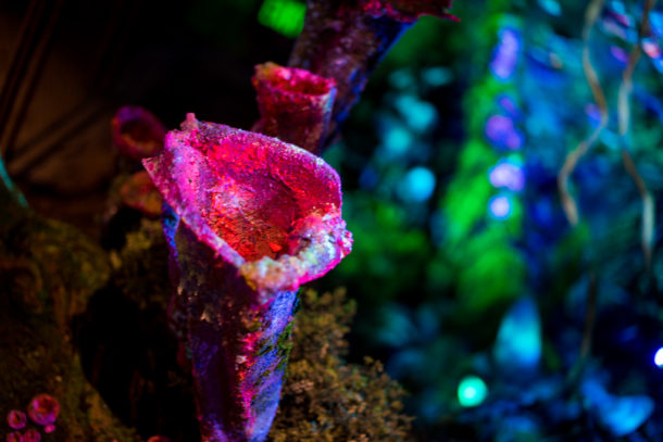 , Dateline Disney World: More Photos from The World of Avatar