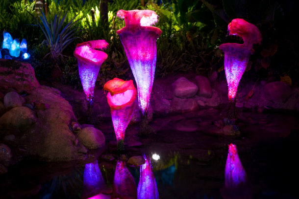, Dateline Disney World – The Bioluminescence of Pandora at Night
