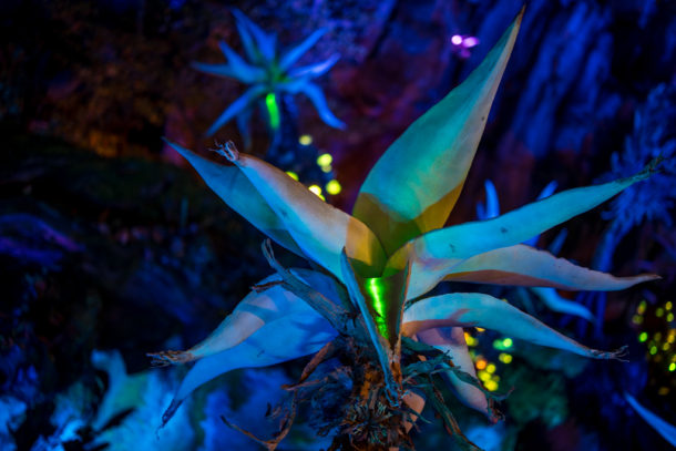 , Dateline Disney World – The Bioluminescence of Pandora at Night