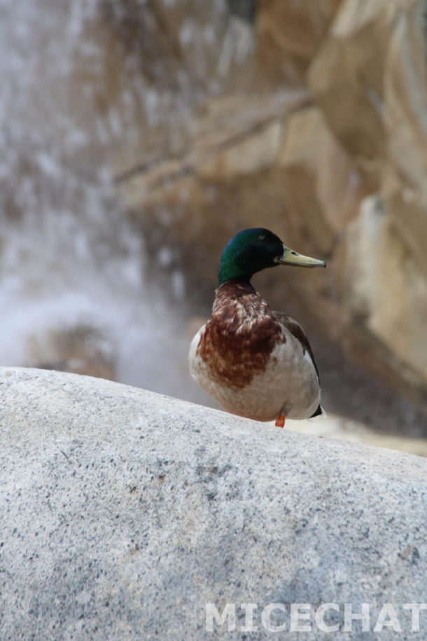 , Disneyland Photo Update: A River Runs Through It . . . Again