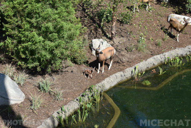 , Disneyland Special Update – Disneyland Classic River and Railroad Return