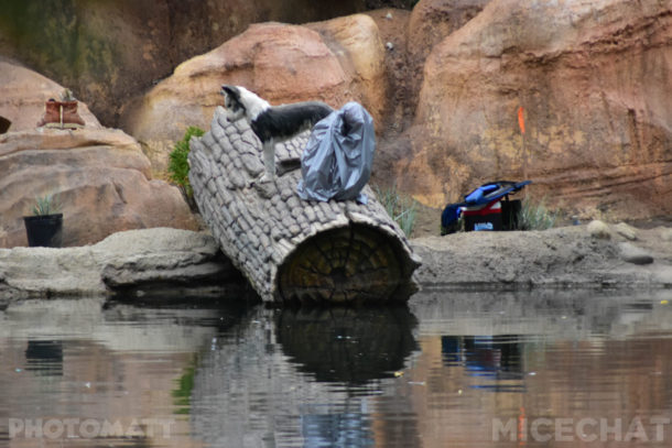 , Disneyland Photo Update – Red, White and Boom