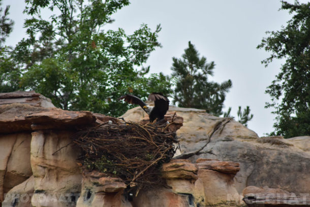 , Disneyland Photo Update – Red, White and Boom