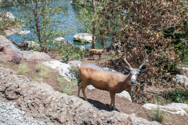 , Disneyland Special Update – Disneyland Classic River and Railroad Return