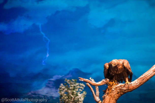 , Disneyland Special Update – Disneyland Classic River and Railroad Return