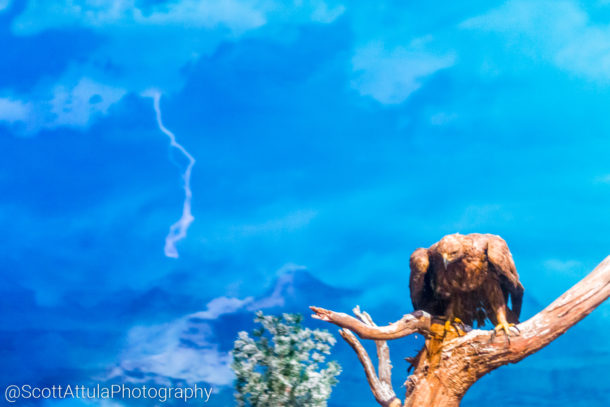 , Disneyland’s River Reopens