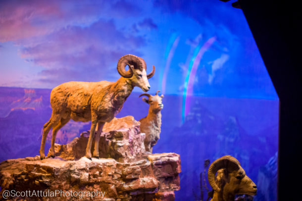 , Disneyland Special Update – Disneyland Classic River and Railroad Return