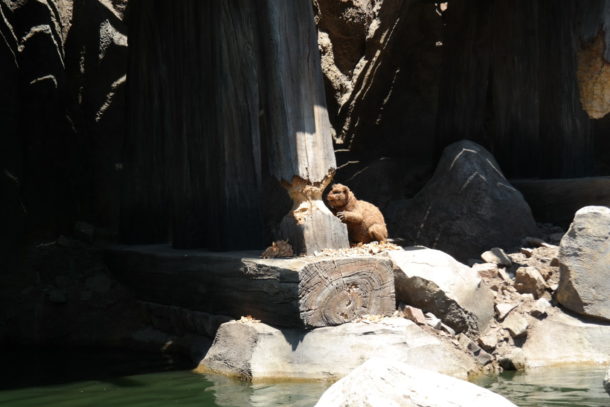 , Disneyland Photo Update: Giving New Meaning to “Dark” Ride