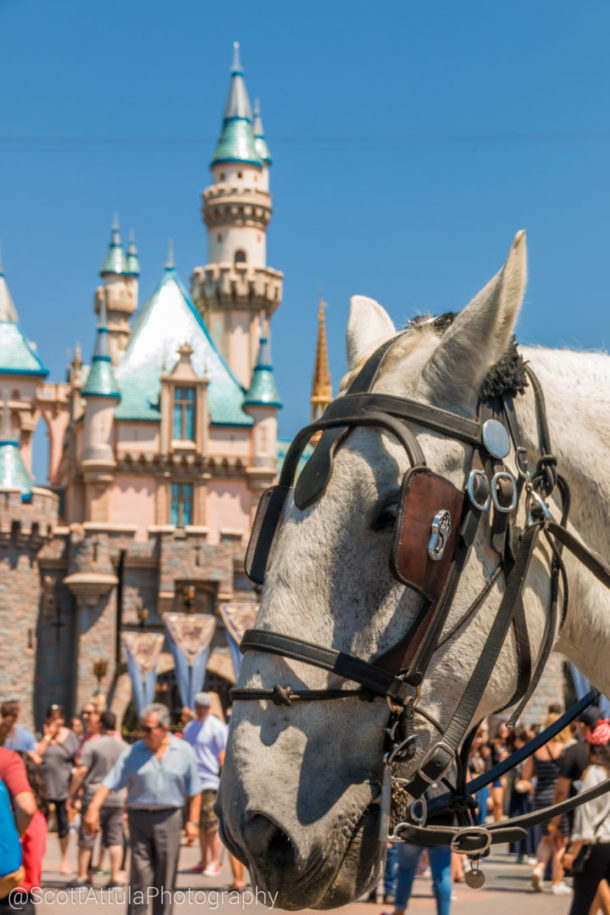 , Disneyland Photo Update – It’s All In The Details