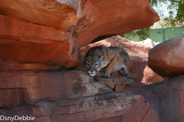 , Disneyland Photo Update – It’s All In The Details