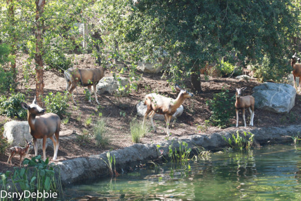 , Disneyland Photo Update &#8211; It&#8217;s All In The Details