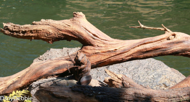 , Disneyland Photo Update – It’s All In The Details