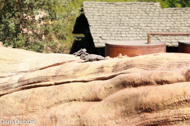 , Disneyland Photo Update – It’s All In The Details