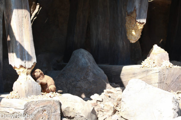 , Disneyland Photo Update – It’s All In The Details