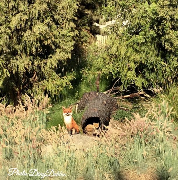 , Disneyland Photo Update – When Hinges Creak . . .