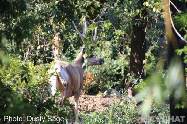 , Disneyland Photo Update – When Hinges Creak . . .