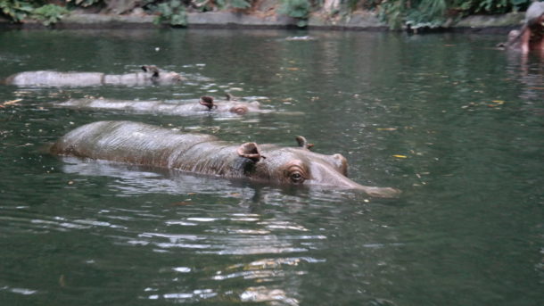 , Disneyland Photo Update: Halloween Crowd Crush & Splash in the Dark