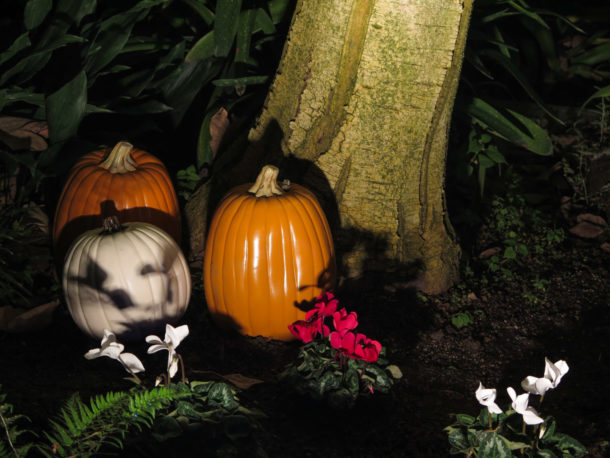 , Fall Events Illuminate the Night at Gilroy Gardens