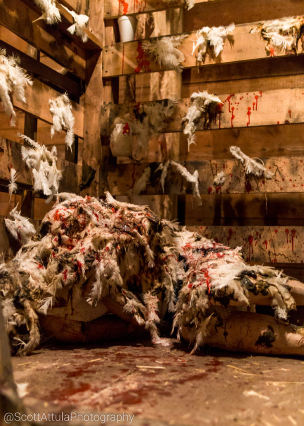 , MiceChat Knott’s Scary Farm Recap from the MiceChat Meetup