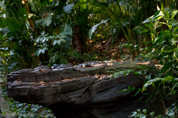 , Disneyland Photo Update: Halloween Crowd Crush & Splash in the Dark