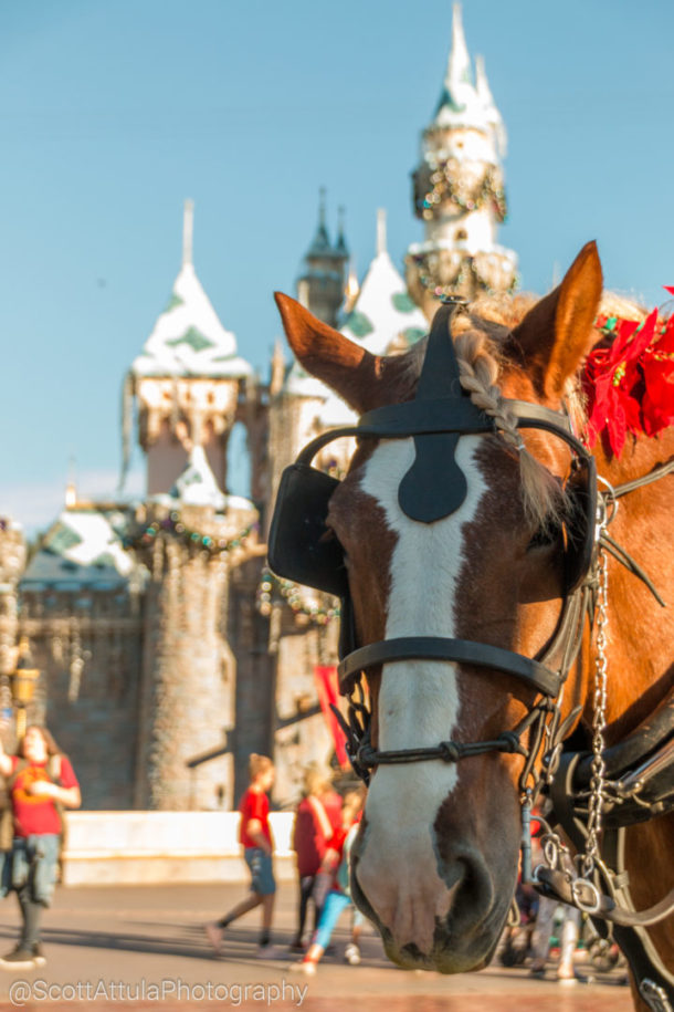 , Disneyland Update: It’s All About The Candy Canes