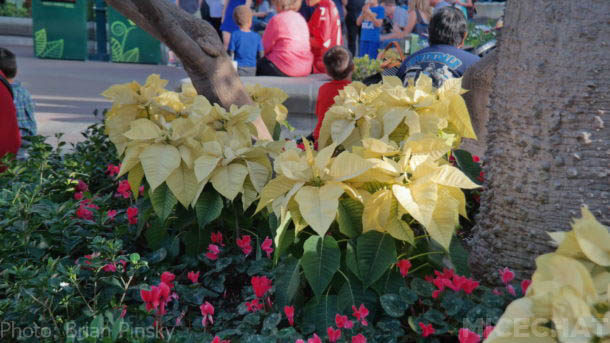 , Disneyland Update – Out Of The Frying Pan Into The Fire