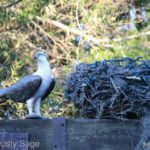 IMG_7341MiceChat-Disneyland-077