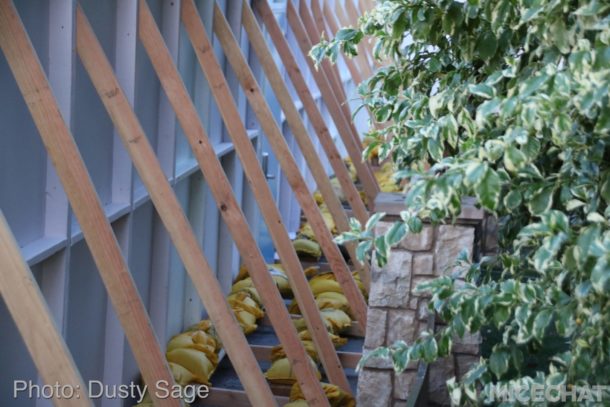 , Disneyland Update – It’s A WALL World After All